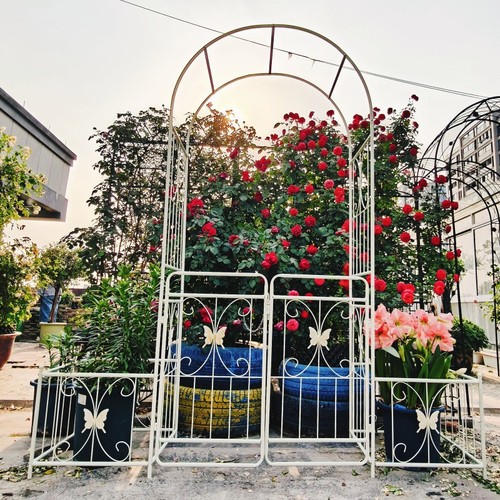 Garden arch arbor - arbor, with